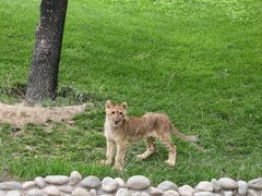 -北京野生动物园