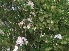 -武清南湖绿博园