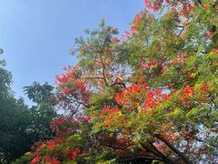 -攀枝花公园