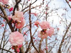 -天适樱花悠乐园