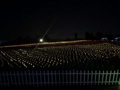 -秀丽东方