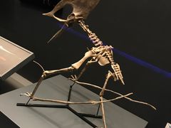 -贝林大翅鲸简餐厅(国家海洋博物馆店)