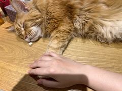 -藏猫猫咖啡主题馆(中央大道店)