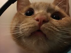 -关爱宠物医院·猫科中心·消化科(滨湖万达分院)