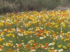 -名花谷生态庄园