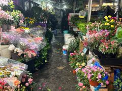 -曲阳花鸟市场(曲阳路店)