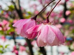 -高东镇樱花园