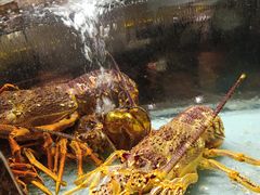 -甄御•海鲜新青岛菜(麦岛店)