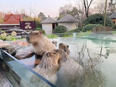 -郑州银基黄帝宫御温泉