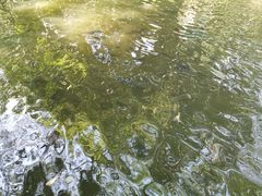 -绿光森林餐厅