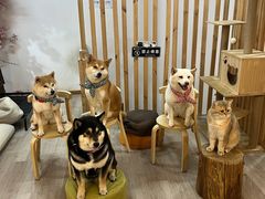 -柴迷FANS CLUB·柴犬狗咖·猫咖