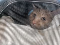 -北京观赏动物医院·24小时大型综合·猫专科·异宠专科