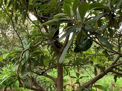 -塘栖枇杷特色园区