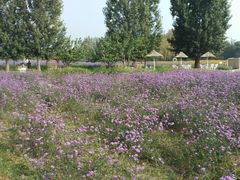 -北京东方普罗旺斯薰衣草庄园