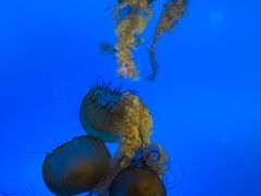 -太平洋海底世界