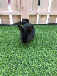 -萌宠亲子动物乐园(槐房万达店)