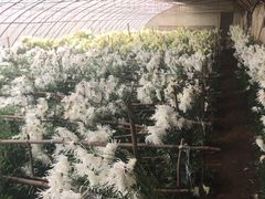 -华强阁菊花宴自助火锅店