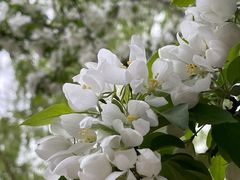 -海棠花溪(元大都城垣遗址公园)