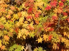 -本溪老边沟风景区