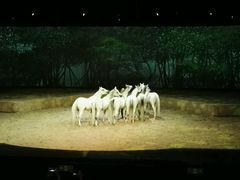 -cavalia·舞马
