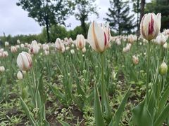 -长春公园(普阳街道)