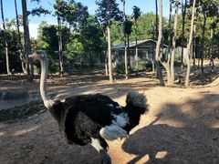 -清迈夜间动物园