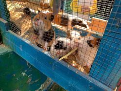 -萌宠亲子动物乐园(槐房万达店)