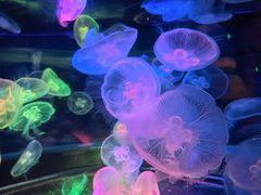 -太平洋海底世界