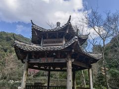 -雁南飞茶田景区
