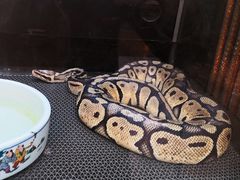 -上海大自然野生昆虫馆