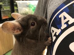 -藦茜花园宠物主题亲子互动体验馆(国顺东路店)