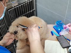 -宠福鑫康馨动物医院·骨科·眼科