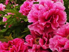 -曹州百花园
