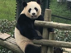 -武汉动物园