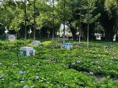 -金银湖国家城市湿地公园