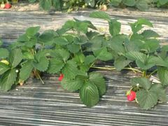 -胜丰草莓采摘园