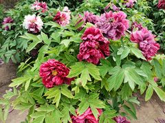 -莲花池公园