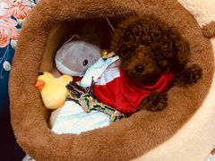 -瑞鹏宠物医院·爱宠堂·骨外专科(西荷分院)