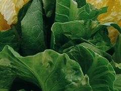 -探窝·竹笙椰子鸡(杨箕店)