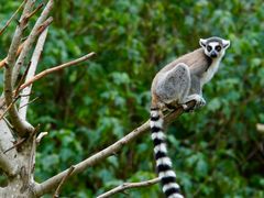 -泉州海丝野生动物世界