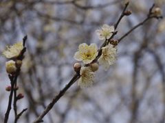-香雪海