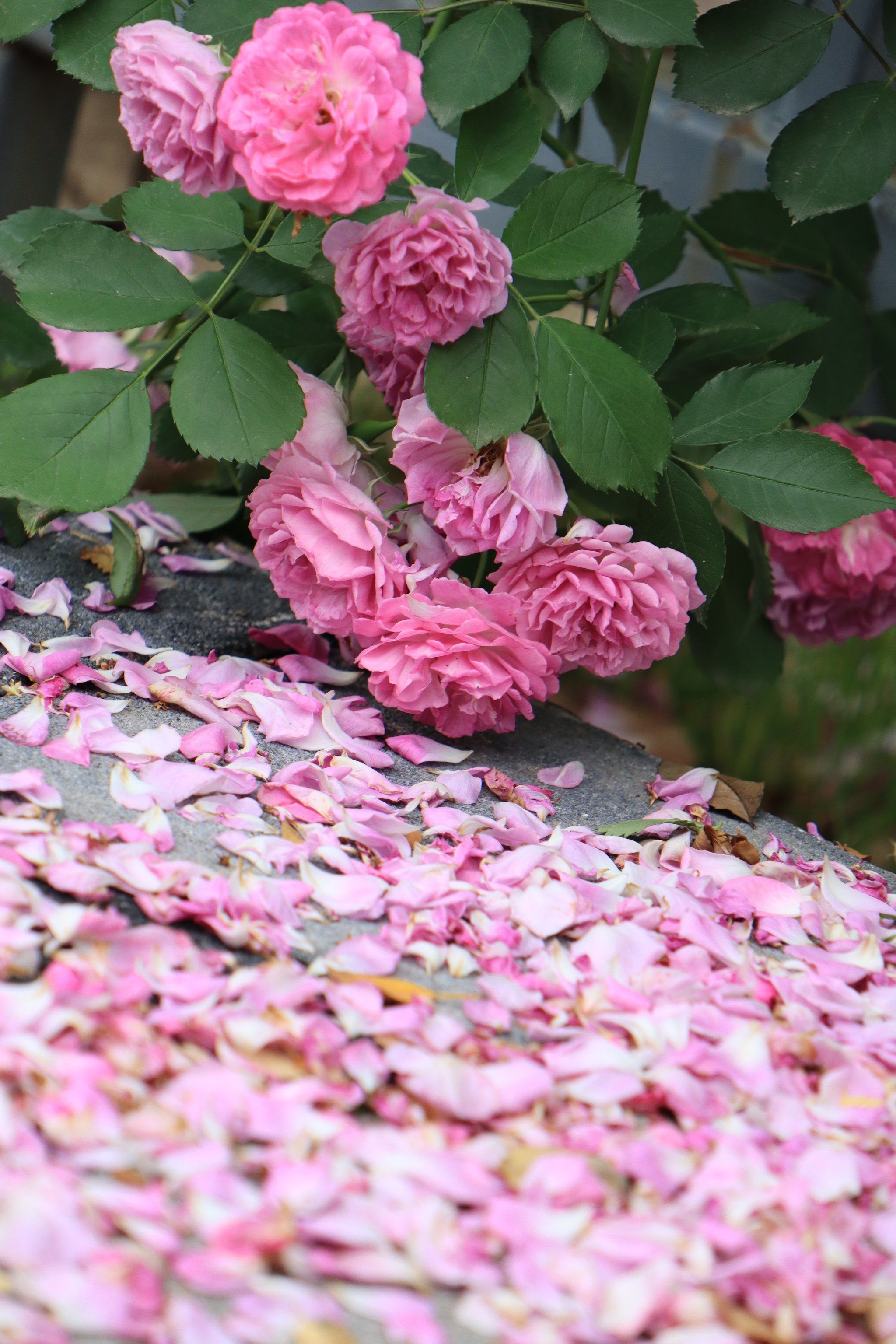 一地落红春远去