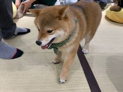 -逗柴咖啡屋·狗咖猫咖宠物桌游