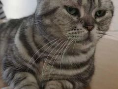 -有猫主题·治愈系猫咖(曾厝垵店)