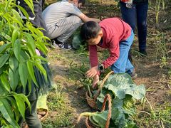 -樂桃源奉贤黄桃种植采摘基地