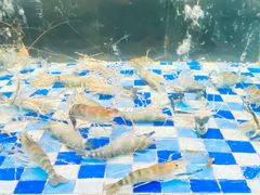 -老伙记海鲜码头(北滘店)