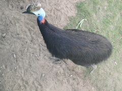 -西霞口神雕山野生动物世界