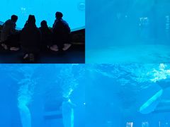 -海合安成都极地海洋公园