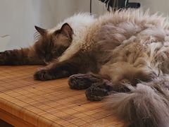 -楼上猫咖(罗湖店)