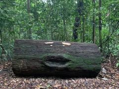 -武吉知马自然保护区